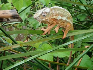 Madagaskar